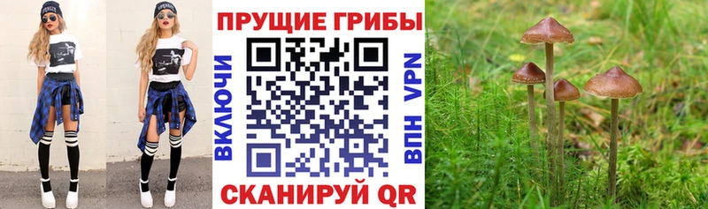 Галлюциногенные грибы ЛСД Купить Буй